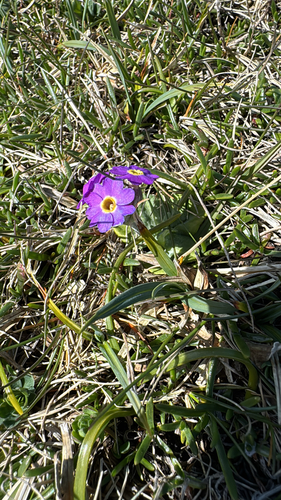 Primula scotica, photograph 5