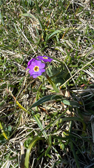 (c) Geoff Morgan, some rights reserved (CC BY) Primula scotica, photograph (c) Geoff Morgan, some rights reserved (CC BY)