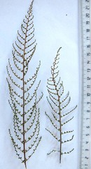 Cheilanthes parviloba