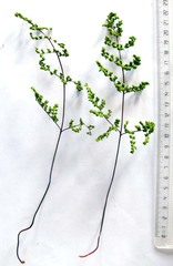 Cheilanthes parviloba