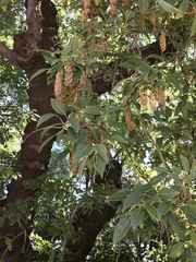 Phytolacca dioica