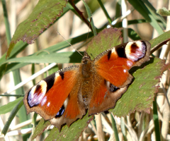 Aglais io