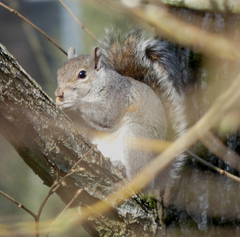 Sciurus carolinensis
