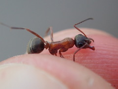 Formica rufibarbis