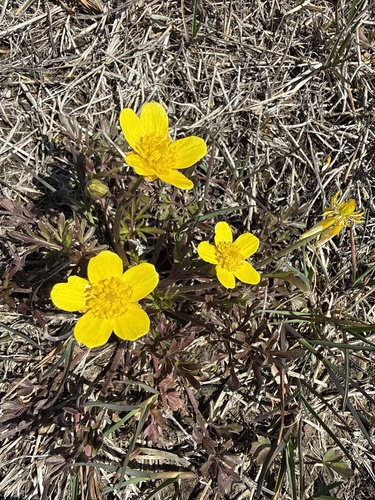 Ranunculus fascicularis, photograph 1