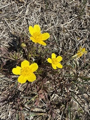 Ranunculus fascicularis, photograph author not stated, no rights reserved