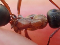 Formica rufibarbis