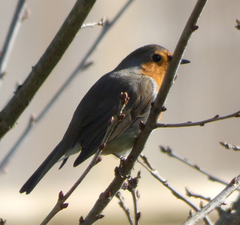 Erithacus rubecula