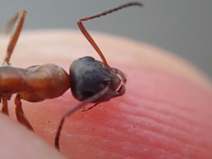 Formica rufibarbis