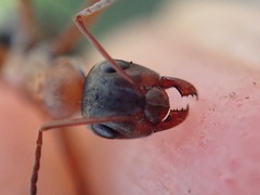Formica rufibarbis