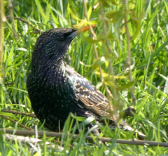Sturnus vulgaris