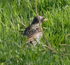 Sturnus vulgaris