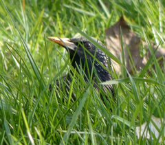 Sturnus vulgaris