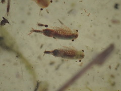 Eubranchipus grubii