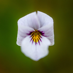 Viola cuneata