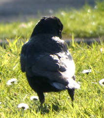 Corvus corone