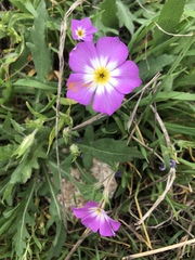 Phlox roemeriana