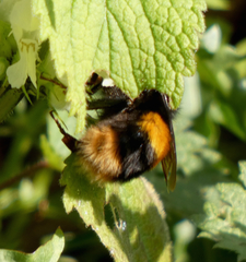 Bombus terrestris