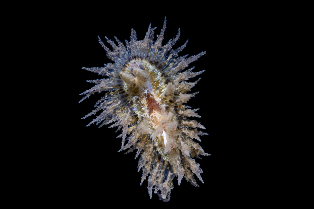 Annulated Nudibranch