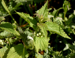 Lamium album