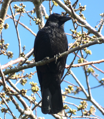 Corvus corone