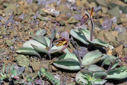 Fritillaria glauca, photograph 4
