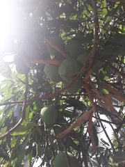 Mangifera indica