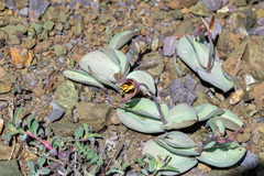 Fritillaria glauca, photograph author not stated, no rights reserved