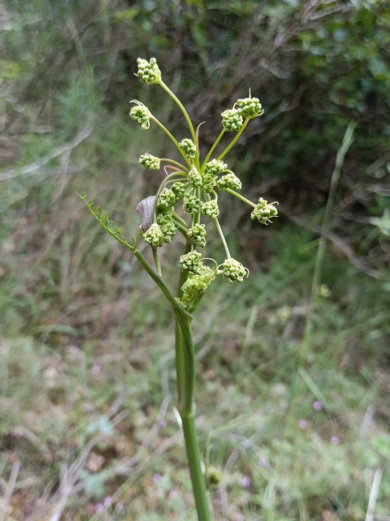 Elaeoselinum asclepium; photograph Teo Albert, CC BY, iNaturalist via GBIF