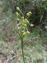 Elaeoselinum asclepium