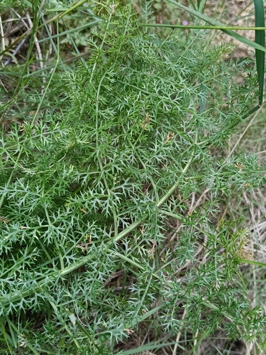 Elaeoselinum asclepium, photograph 1