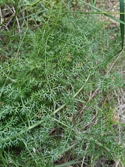 Teo Albert, CC BY, iNaturalist via GBIF Elaeoselinum asclepium, photograph Teo Albert, CC BY, iNaturalist via GBIF