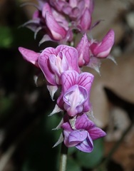 Lathyrus venetus