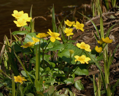 Caltha palustris