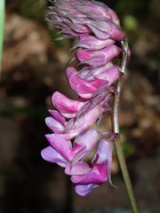Lathyrus venetus
