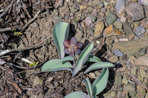 Fritillaria glauca, photograph 2