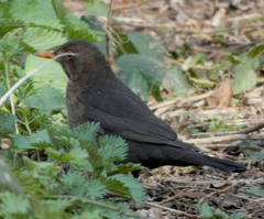 Turdus merula