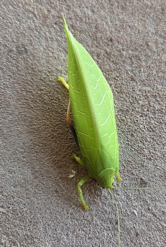 Blue-legged Sylvan Katydid