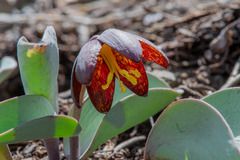Fritillaria glauca