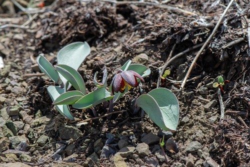 Fritillaria glauca, photograph 1