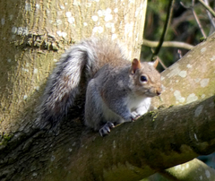 Sciurus carolinensis