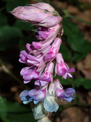 Lathyrus venetus