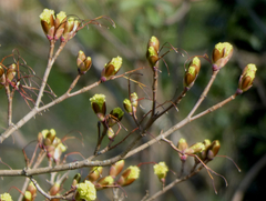 Acer platanoides