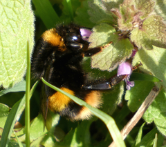 Bombus terrestris