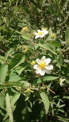 Montanoa leucantha
