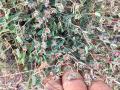 Euphorbia capitellata