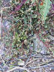 Euphorbia capitellata