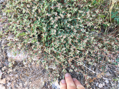 Euphorbia capitellata