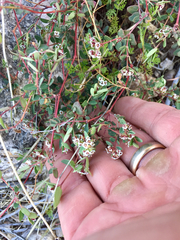Euphorbia capitellata