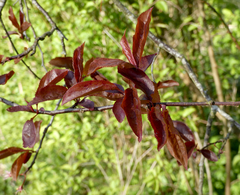 Prunus cerasifera